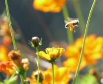 Abeja con sus cestillas cargadas de polen