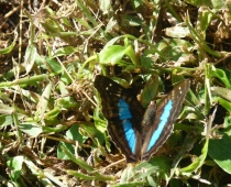 Mariposa de alas turquesa