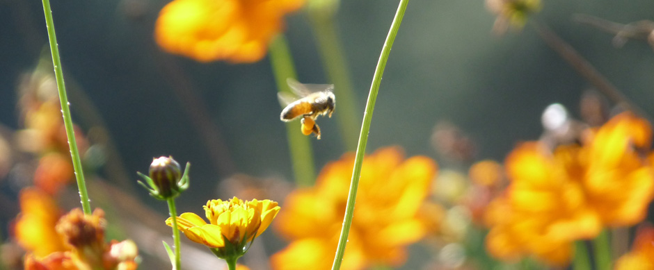 La huerta orgánica, aves de corral y el maravilloso mundo de las abejas
